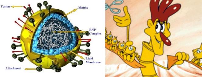 La struttura del virus Nipah. A fianco, una perfetta ricostruzione dell’inserimento del genoma di un virus in quello dell’ospite. 